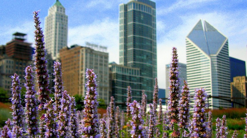 Chicago skyscrapers with flowers in the foreground.