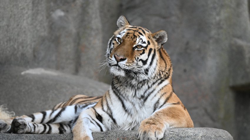 Photo of Malena, courtesy of Brookfield Zoo